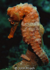 Longsnout Seahorse  ( Hippocampus reidi ) by John Roach 